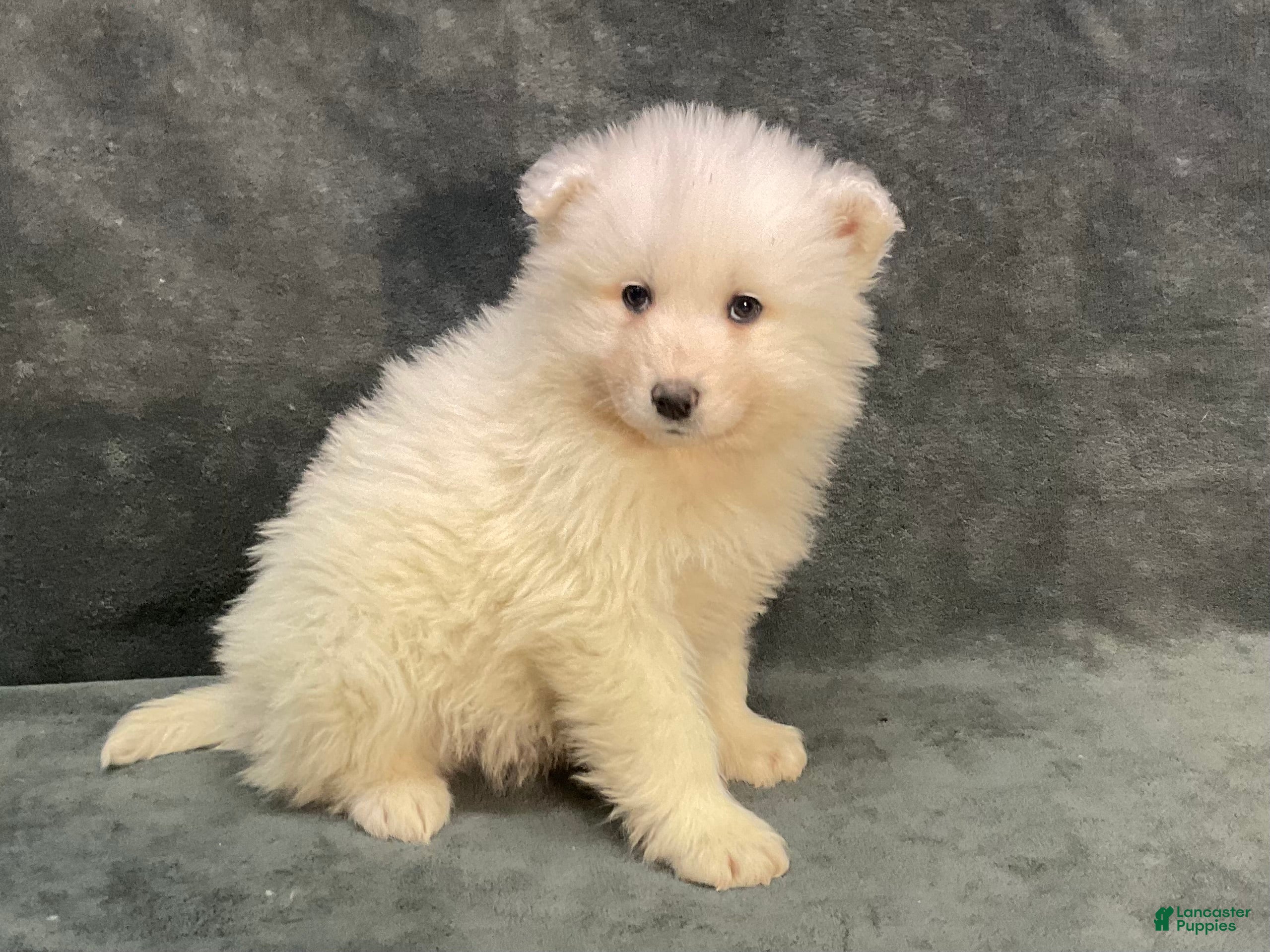 Samoyed dogs Sam - Ad 2