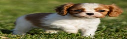 Cavalier King Charles Spaniel dogs for sale: Bailey - Ad 1