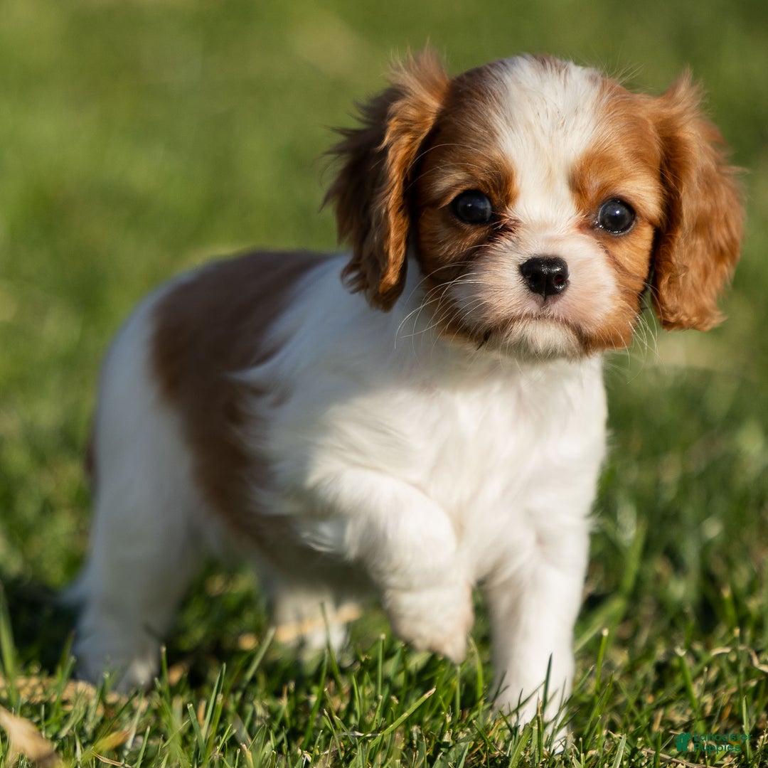 Cavalier King Charles Spaniel dogs for sale: Bailey - Ad 1
