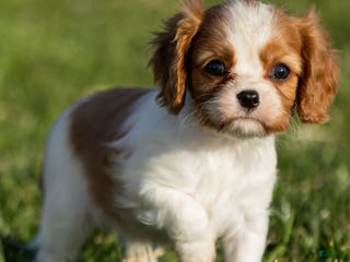 Cavalier King Charles Spaniel dogs Bailey - Ad 37
