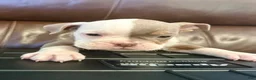 Olde English Bulldogge dogs for sale: Tri Lilac  - Ad 3
