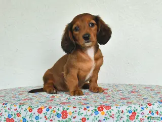 Miniature Dachshund dogs for sale: Kira - Ad 4