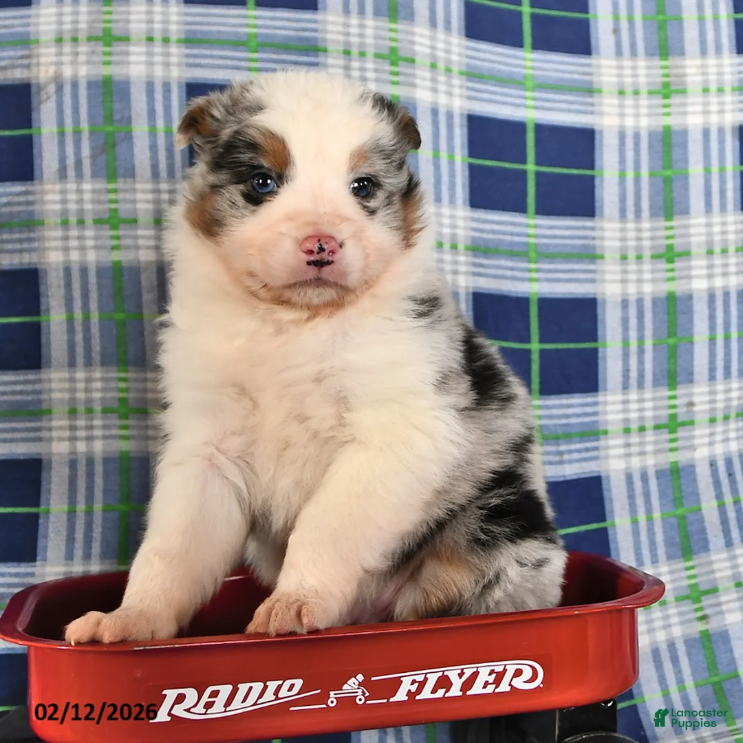 Australian Shepherd dogs for sale: Flint - Ad 2
