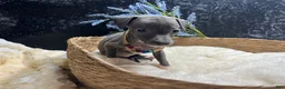 Italian Greyhound dogs for sale: Italian Greyhound 1 - Ad 8