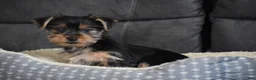 Yorkshire Terrier dogs for sale: Blake - Ad 10