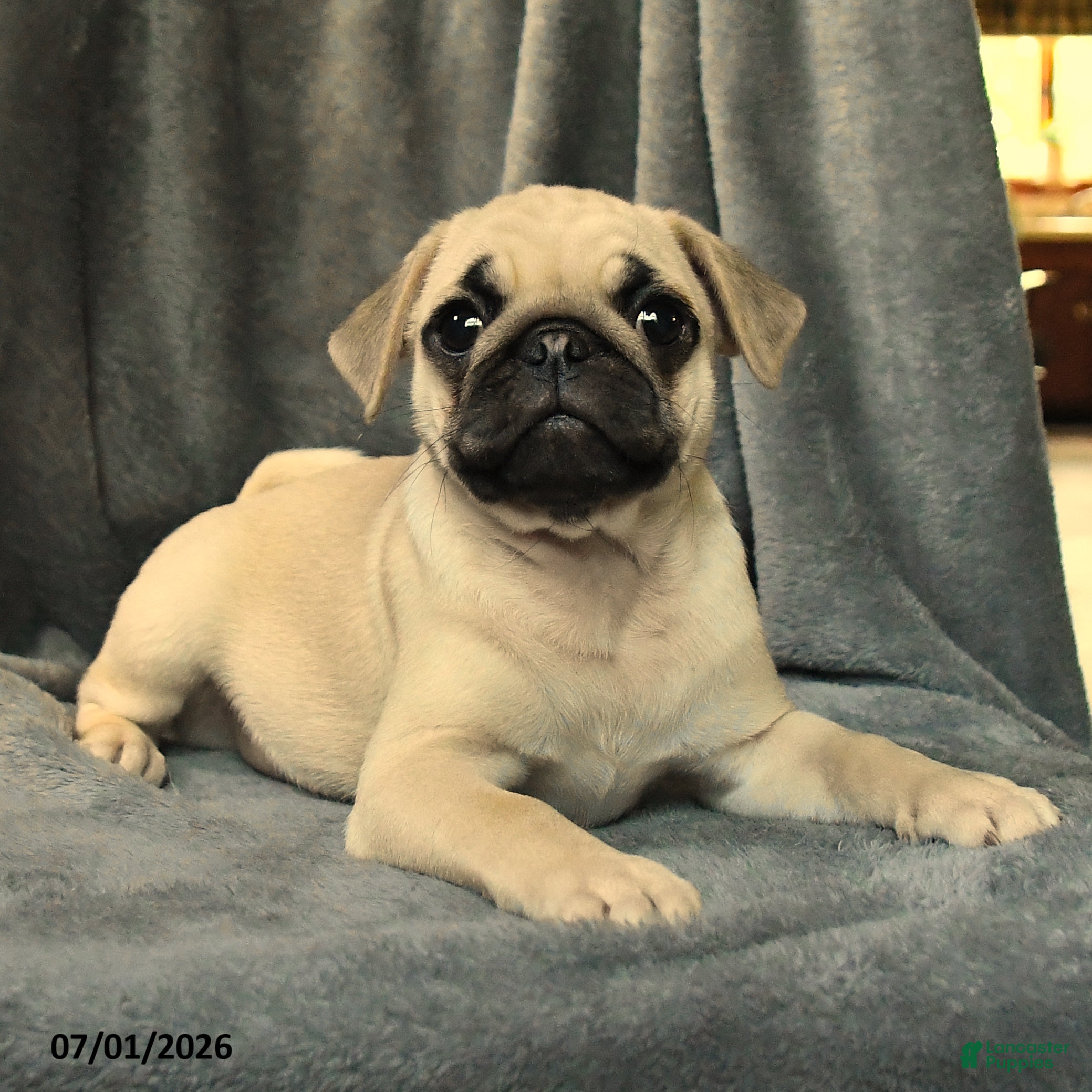Pug dogs Lucy - Ad 1