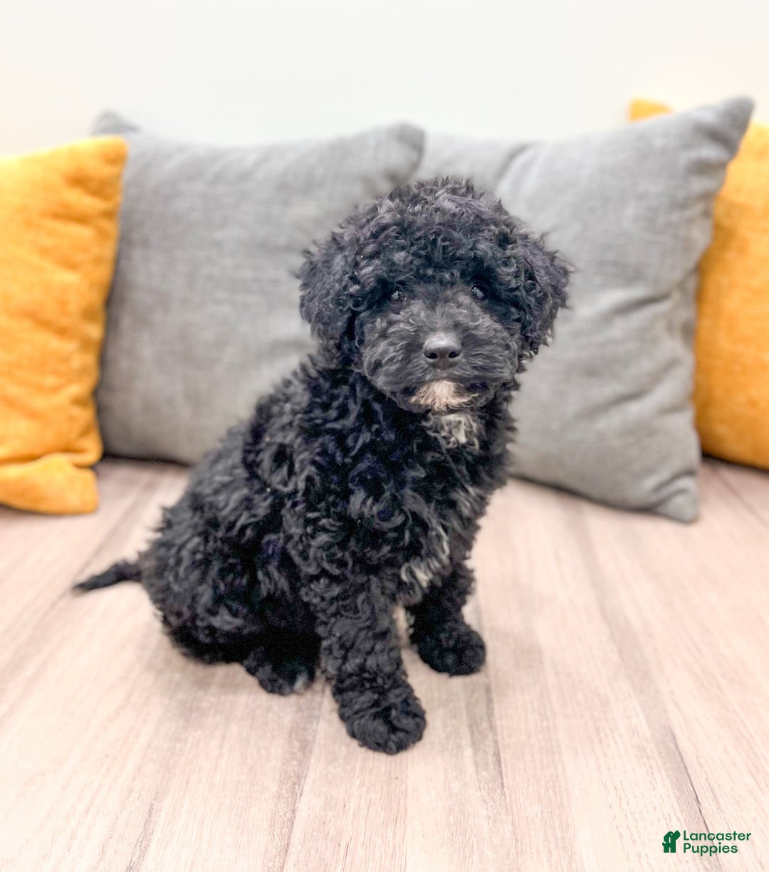 Mini Bernedoodle dogs for sale: Manny - Ad 5