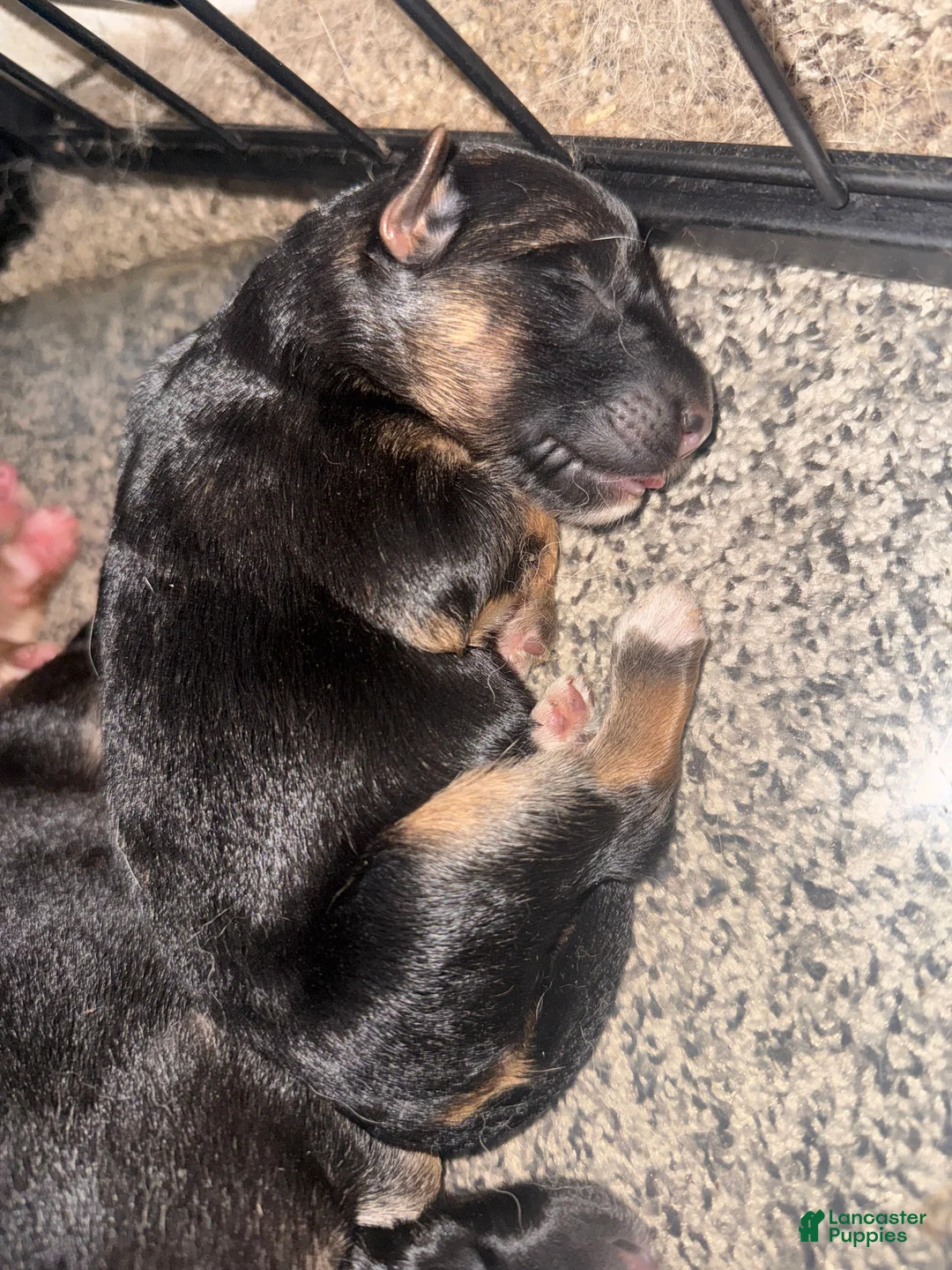 German Shepherd dogs for sale: Poppy  - Ad 1