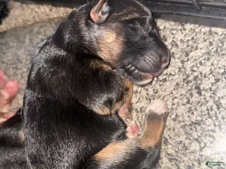 German Shepherd dogs Poppy - Ad 8