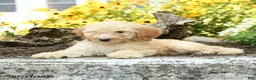 Mini Goldendoodle dogs for sale: Trisha - Ad 5