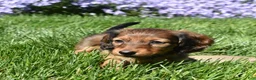 Miniature Dachshund dogs for sale: Dolly - Ad 5