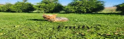 Yorkshire Terrier dogs for sale: Jay  - Ad 9