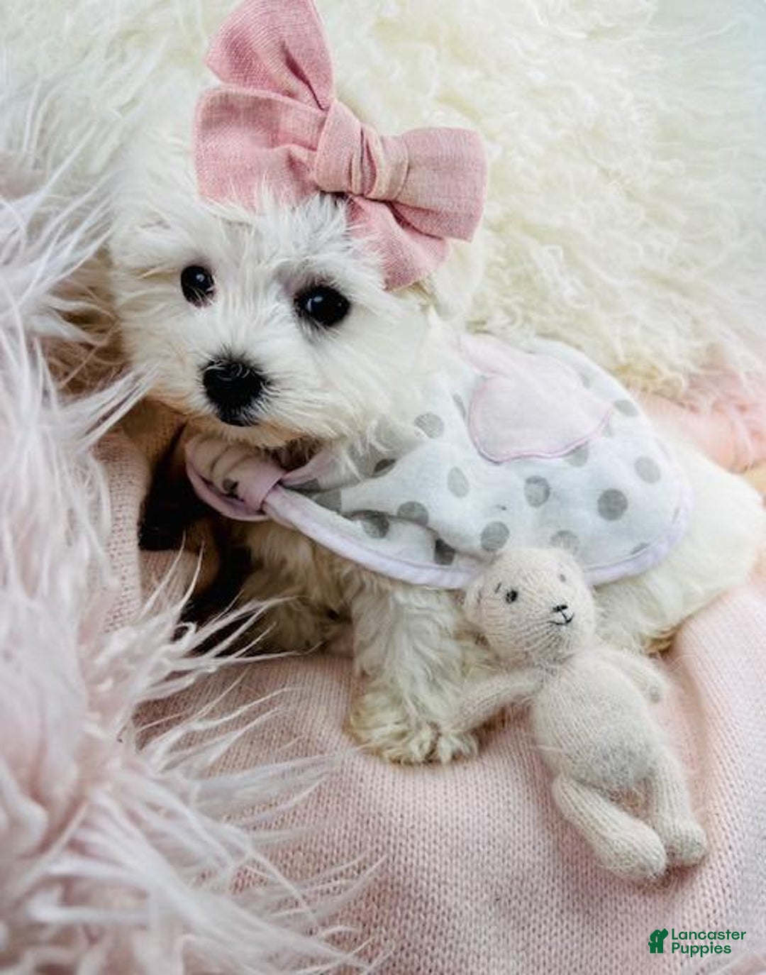 Maltese dogs for sale: Maltese Puppy 1 - Ad 2