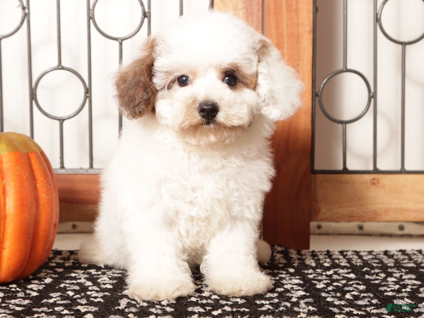Toy Poodle dogs Tim Male Toy Poodle Puppy  - Ad 12