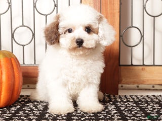 Toy Poodle dogs Tim Male Toy Poodle Puppy - Ad 6
