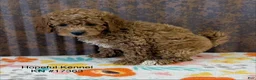 Mini Goldendoodle dogs for sale: Ginger - Ad 1