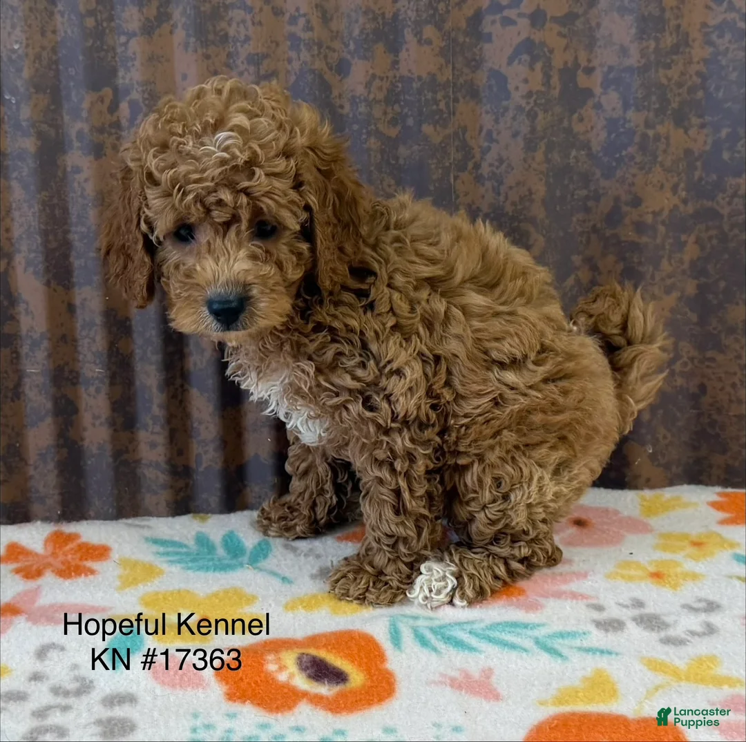 Mini Goldendoodle dogs for sale: Ginger - Ad 1