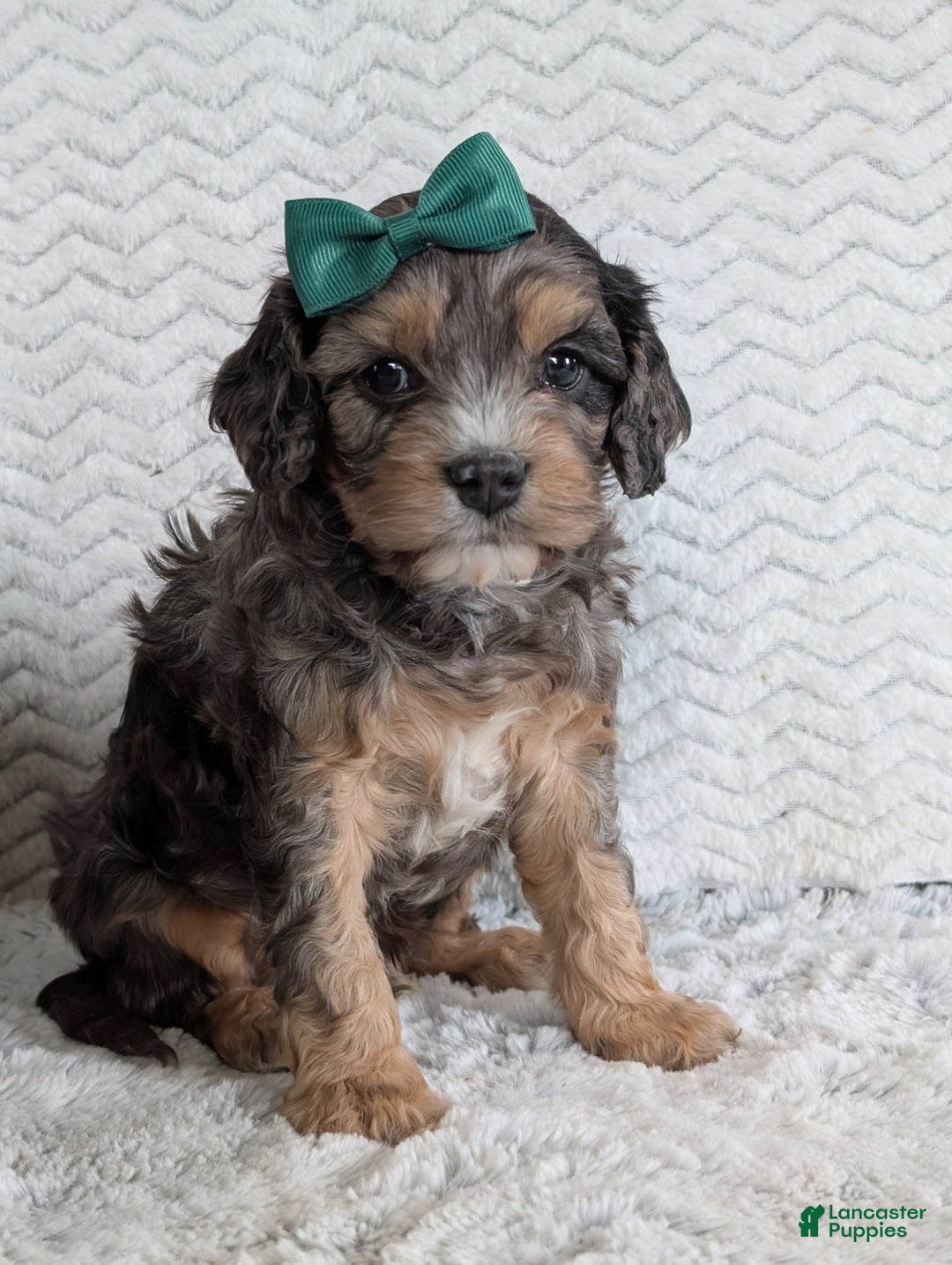 Cavapoo dogs for sale: Zeke - Ad 7