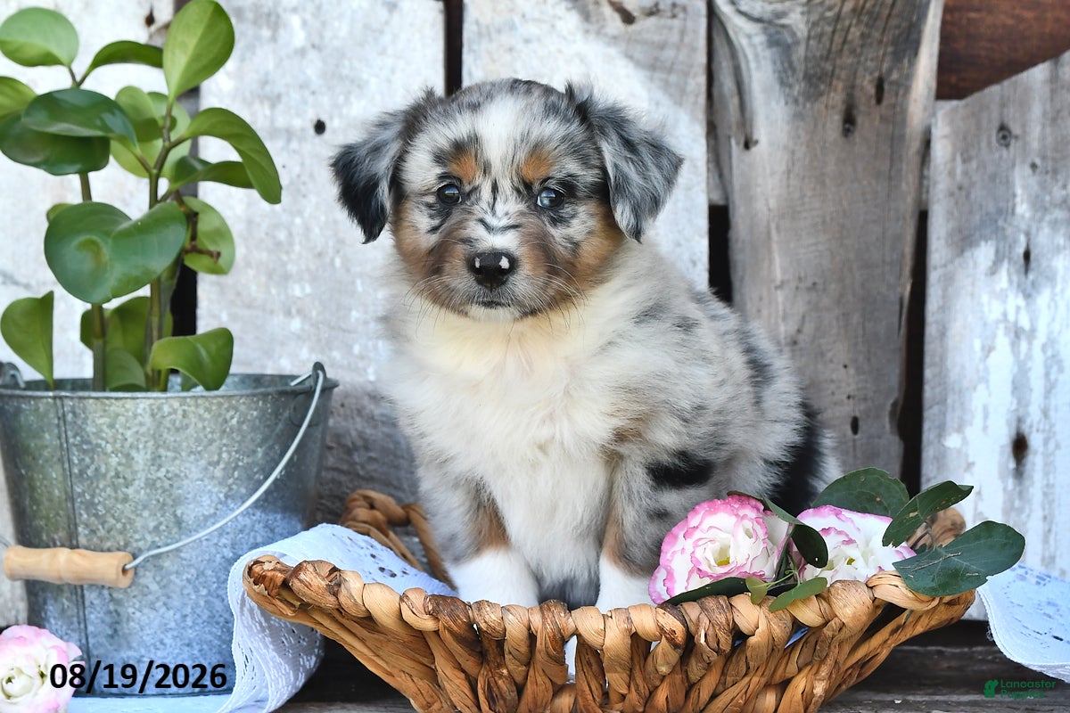 Australian Shepherd dogs for sale: Twila - Ad 3