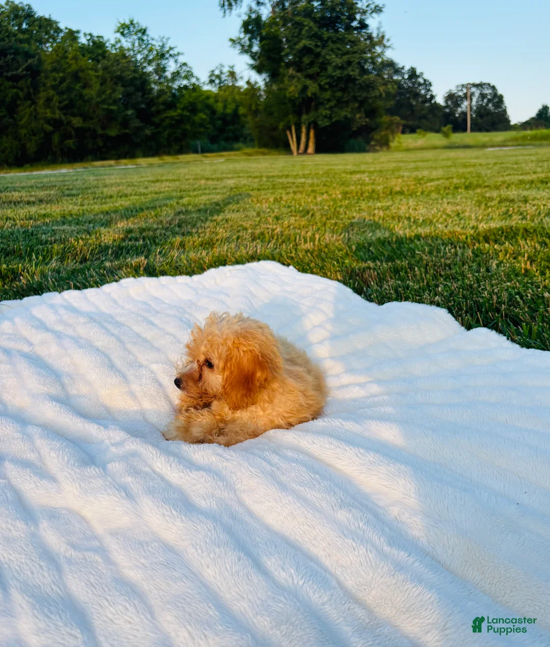 Bichpoo dogs for sale: Finn - Ad 8
