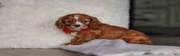 Cavalier King Charles Spaniel dogs for sale: Charlie - Ad 1