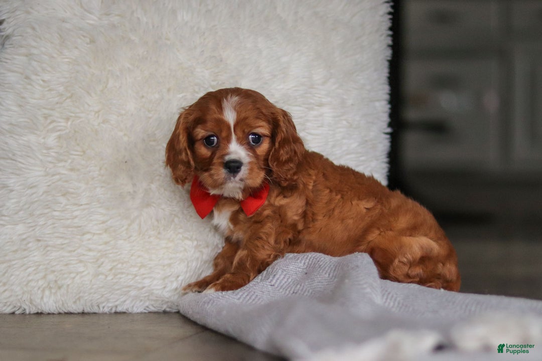 Cavalier King Charles Spaniel dogs for sale: Charlie - Ad 1