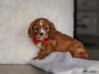 Cavalier King Charles Spaniel dogs Charlie - Ad 28
