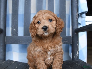 Cockapoo dogs Rascal - Ad 11