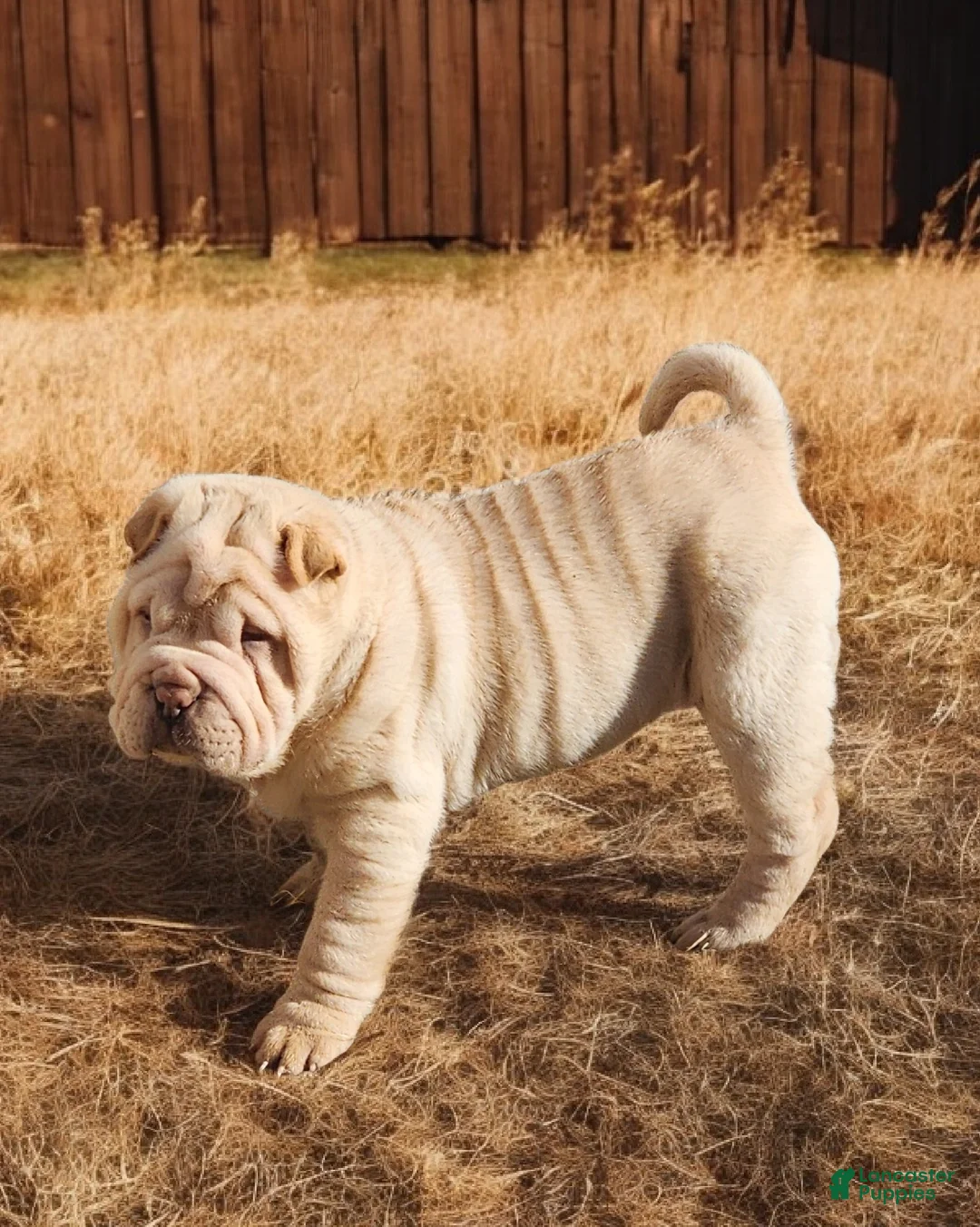 Shar Pei dogs for sale: Flurries mini  - Ad 36