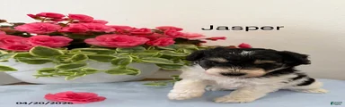 Jasper