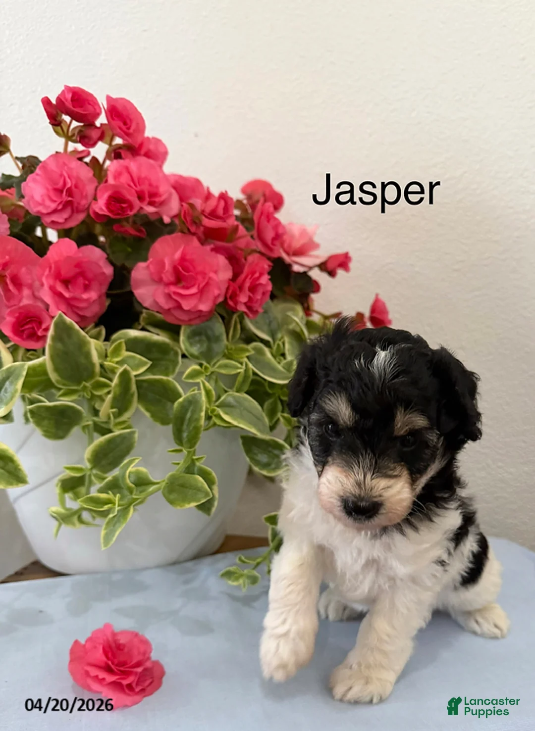 Mini Aussiedoodle dogs for sale: Jasper - Ad 1