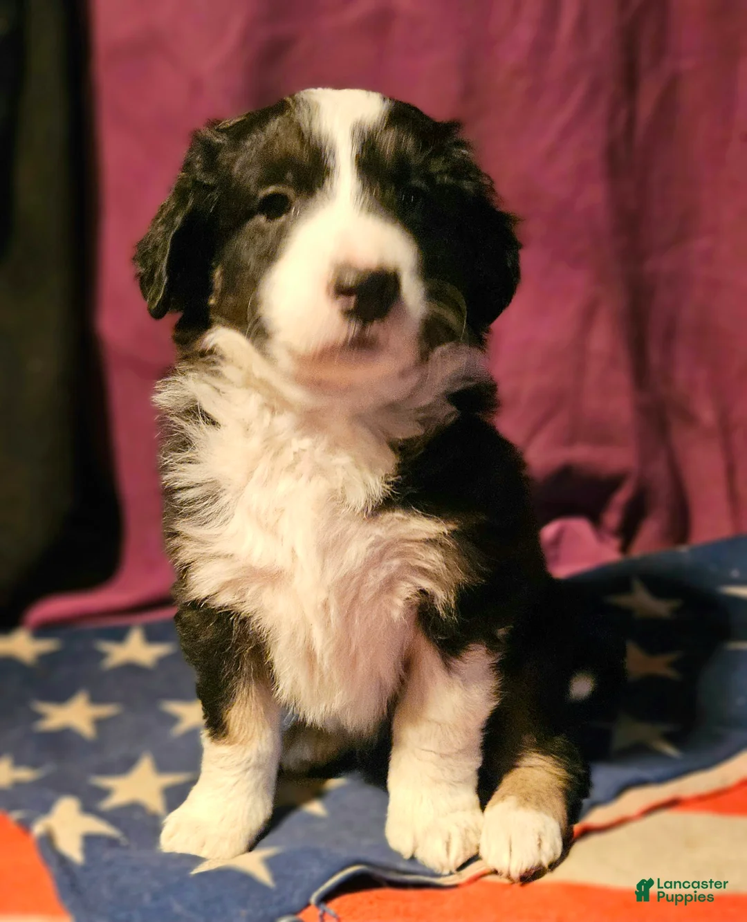Border Collie dogs for sale: Elfrank - Ad 6