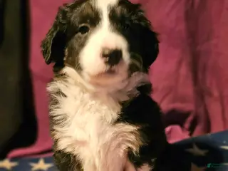 Border Collie dogs Elfrank - Ad 39