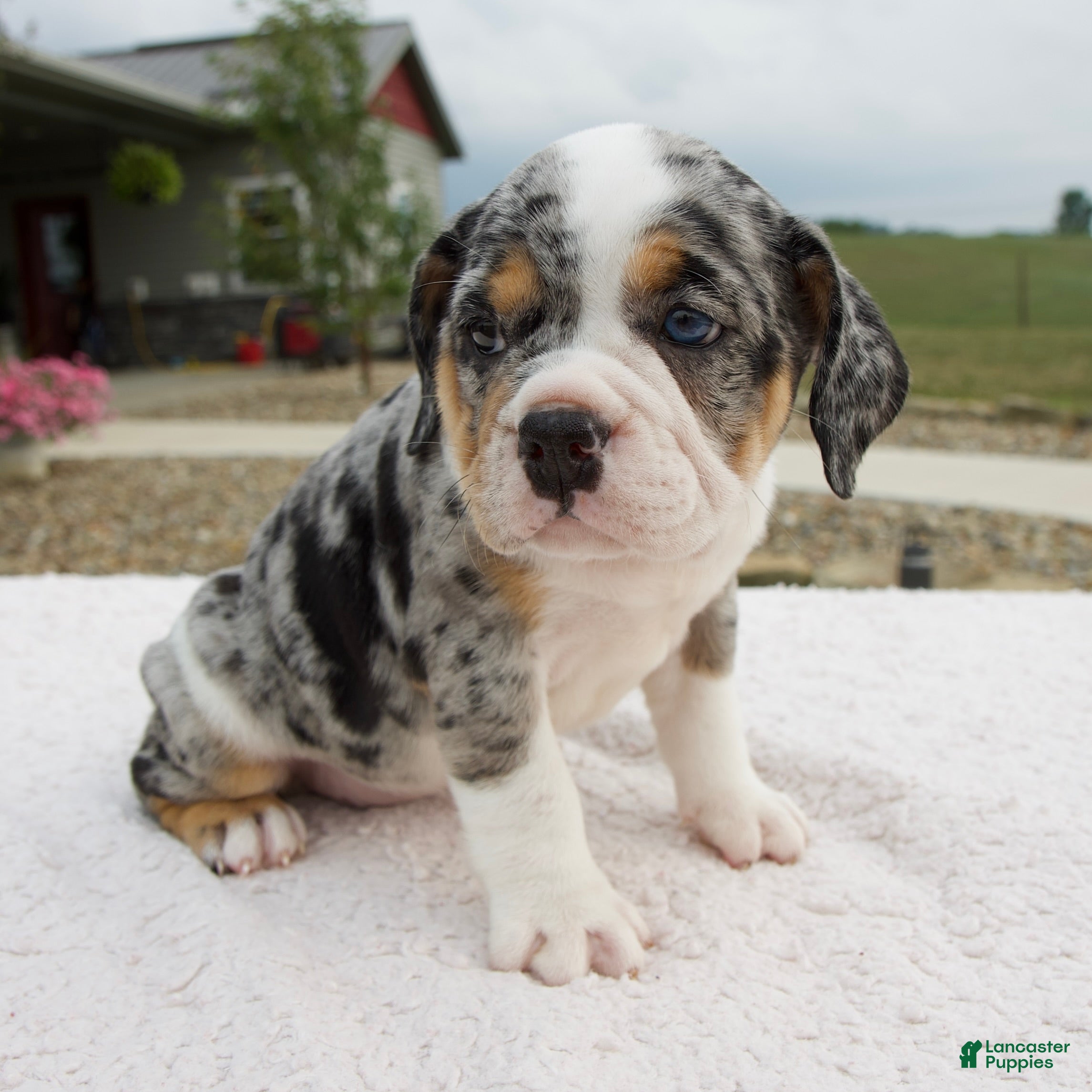 Beabull dogs Paige - Ad 2