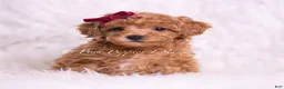 Toy Poodle dogs for sale: Olive - Ad 1