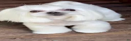 Maltipoo dogs for sale: Matilda - Ad 8