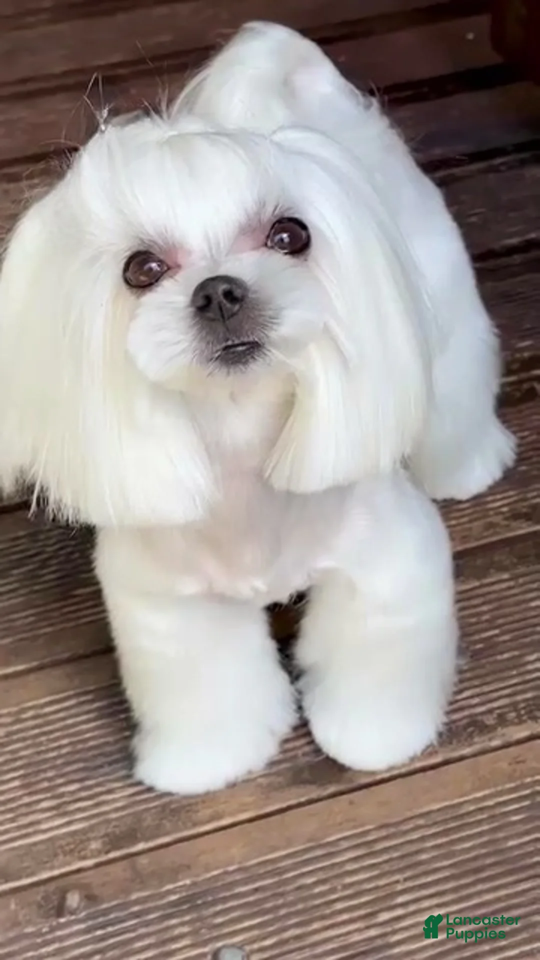 Maltipoo dogs for sale: Matilda - Ad 8