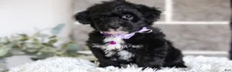 Yorkiepoo dogs for sale: Raven - Ad 5