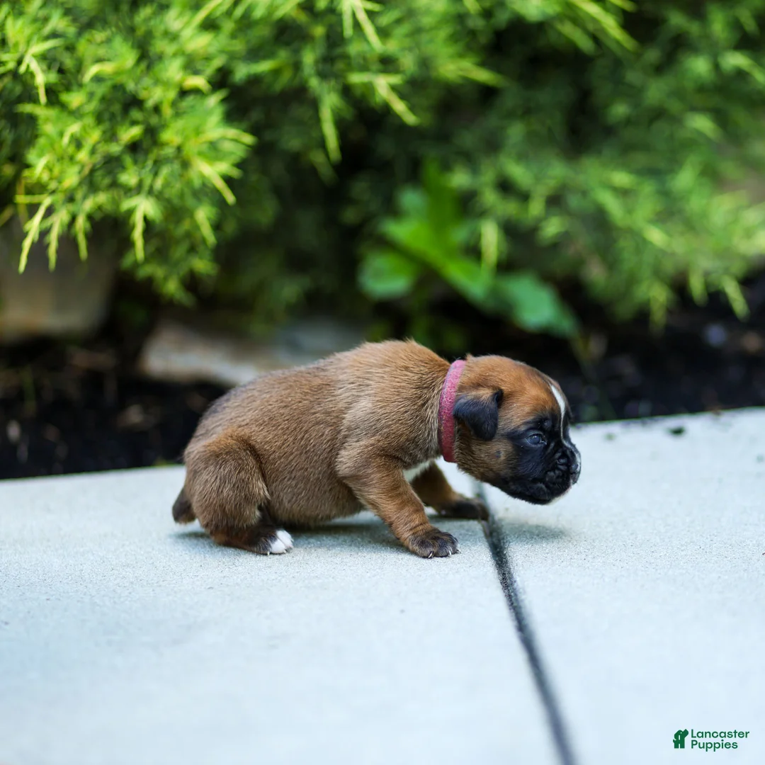 Boxer dogs for sale: Nicholas Boxer  - Ad 4