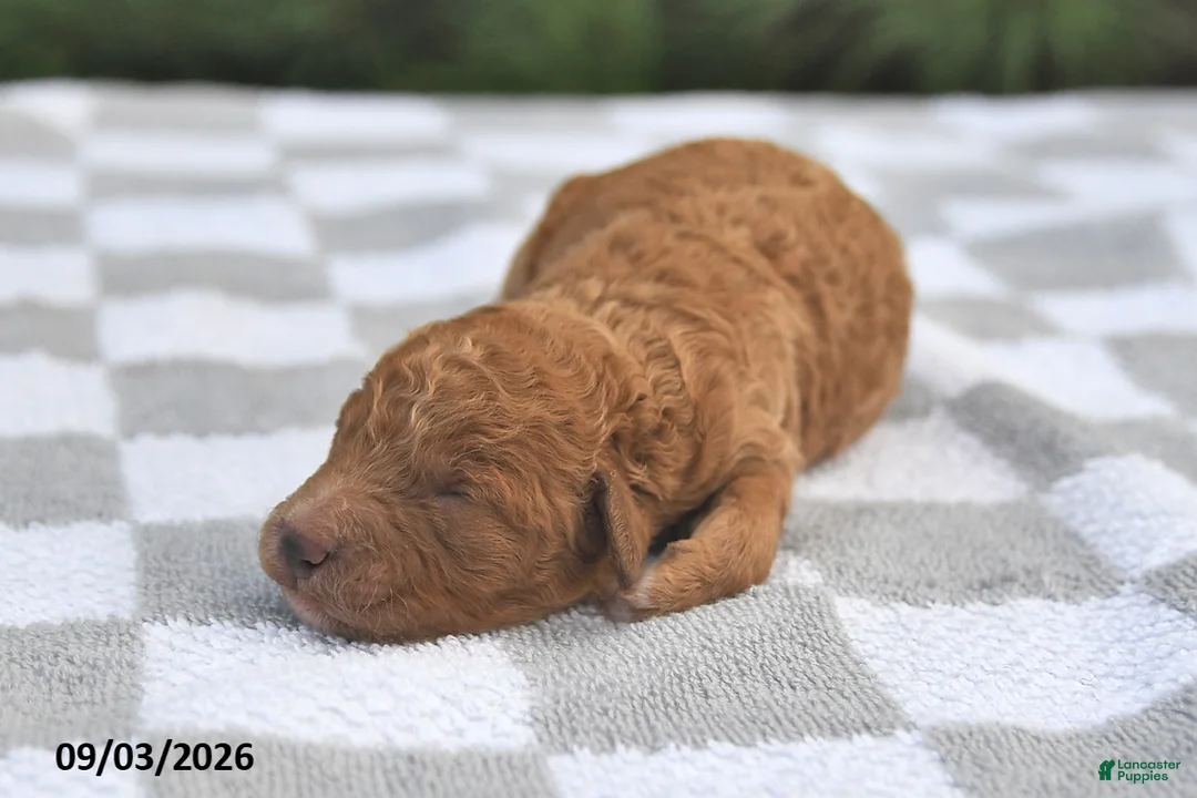 Mini Goldendoodle dogs for sale: Benson - Ad 2