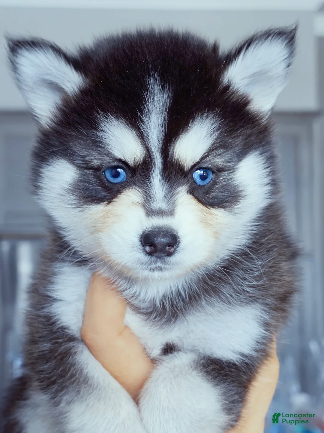 Pomsky dogs for sale: River - Ad 3