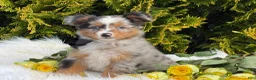 Toy Australian Shepherd dogs for sale: Tucker  - Ad 18