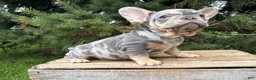 French Bulldog dogs for sale: Clancy - Ad 4