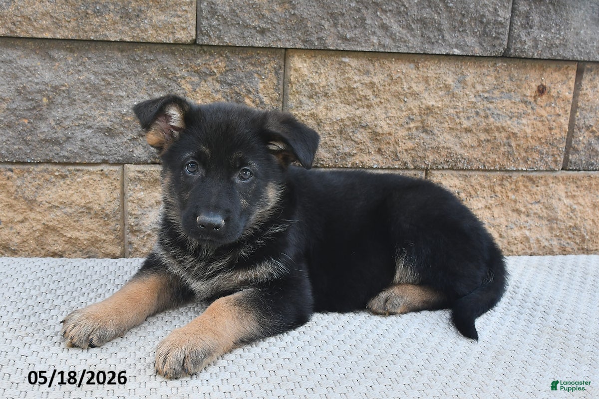 German Shepherd dogs Ruby - Ad 2