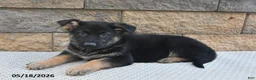 German Shepherd dogs for sale: Ruby - Ad 2