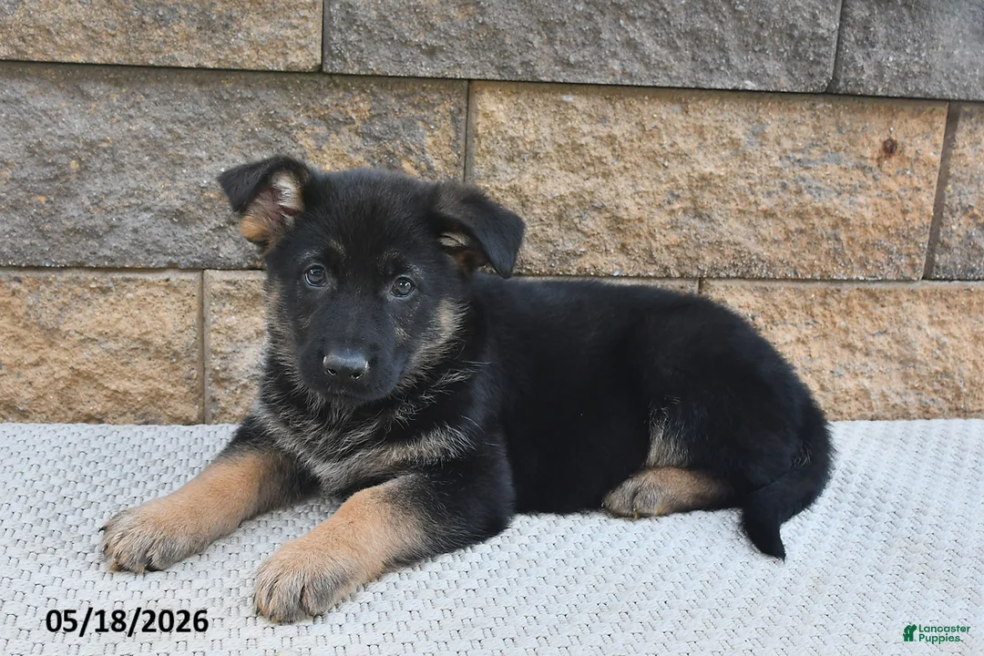 German Shepherd dogs for sale: Ruby - Ad 2