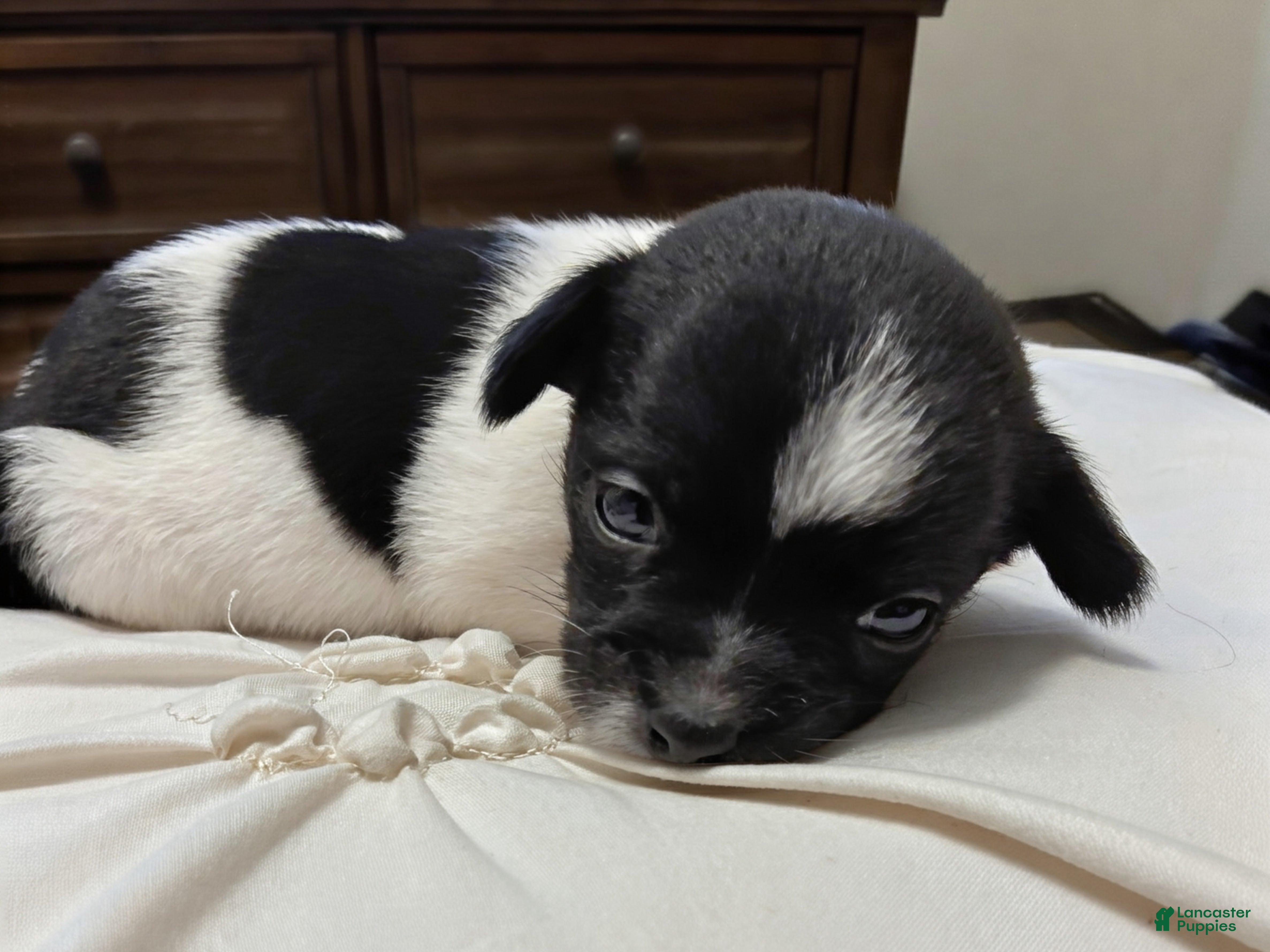 Chihuahua dogs Brook🩷 - Ad 19