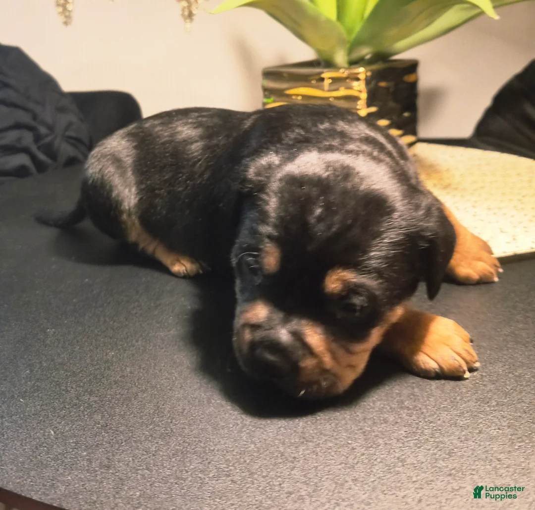 Mixed Breed dogs for sale: "LUDACRIS" - Ad 7