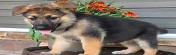 German Shepherd dogs for sale: Avery - Ad 3