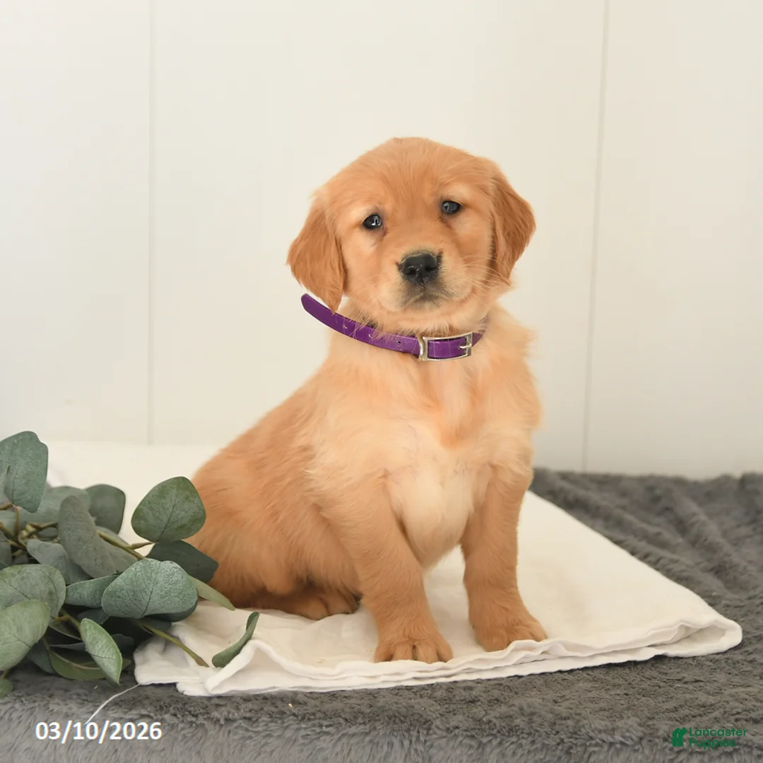 Golden Retriever dogs for sale: Mango - Ad 1